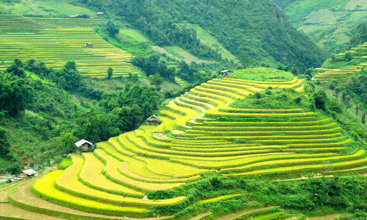 rice-field-terraces - Gadt Travel