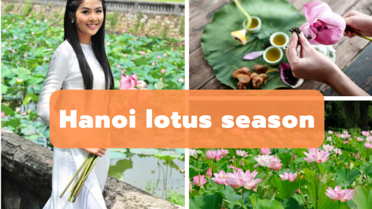 hanoi lotus season