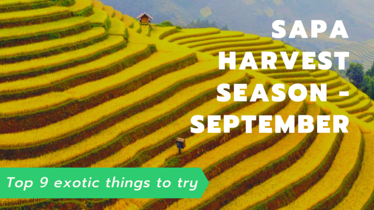 sapa harvest season