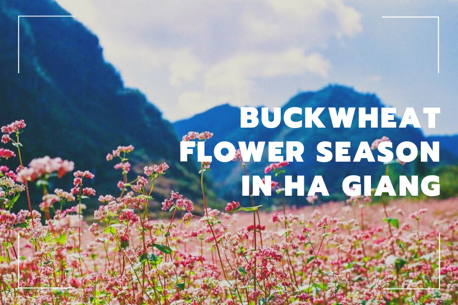 The enchanting buckwheat flower season in Ha Giang has finally come to the province bringing plenty of poetic views of the purple and pink flowers which are covering the majestic mountains and forests here. Charge your camera fully and let's go!
