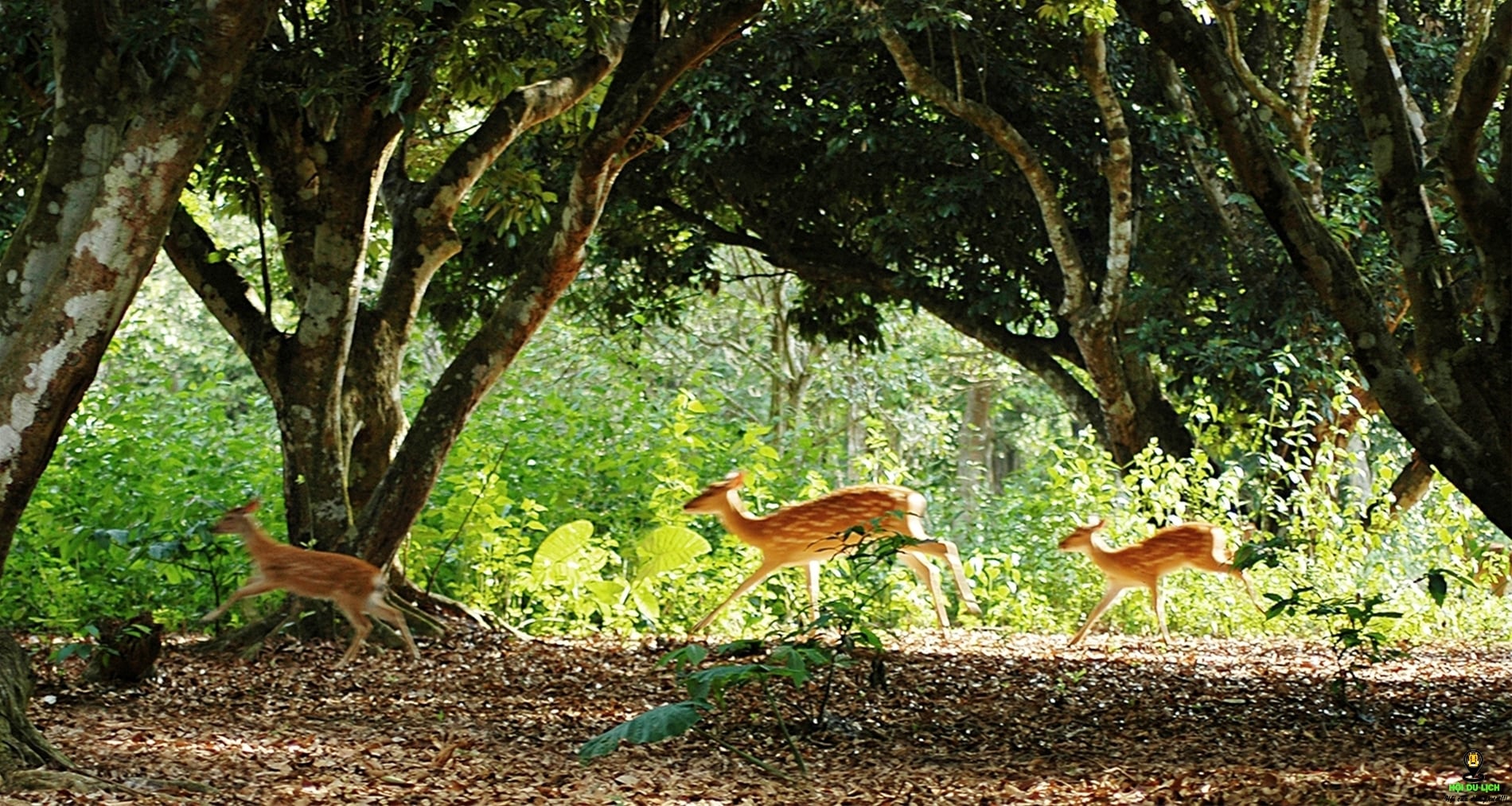 Vườn quốc gia Cúc Phương - Khu rừng già của miền Bắc Việt Nam